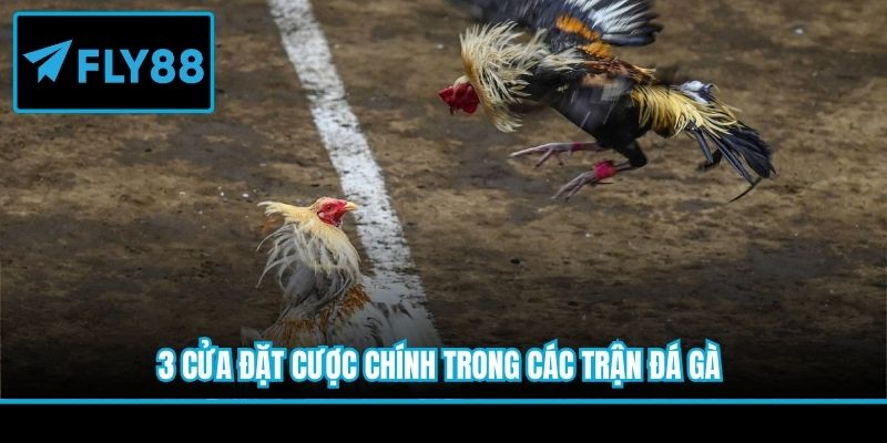 3 cửa đặt cược chính trong các trận đá gà