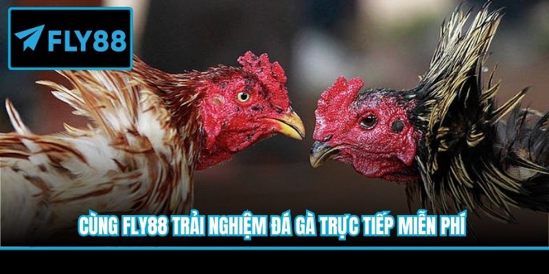 Cùng Fly88 trải nghiệm đá gà trực tiếp miễn phí