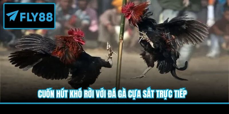 Cuốn hút khó rời với đá gà cựa sắt trực tiếp 