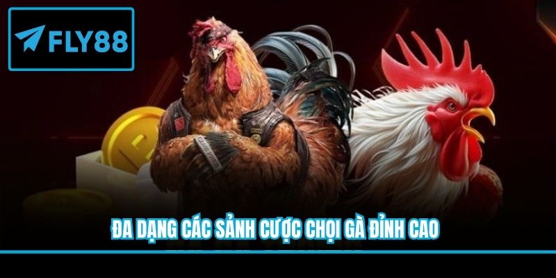 Đa dạng các sảnh cược chọi gà đỉnh cao
