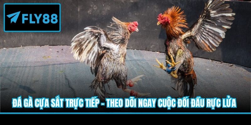 đá gà cựa sắt trực tiếp miễn phí