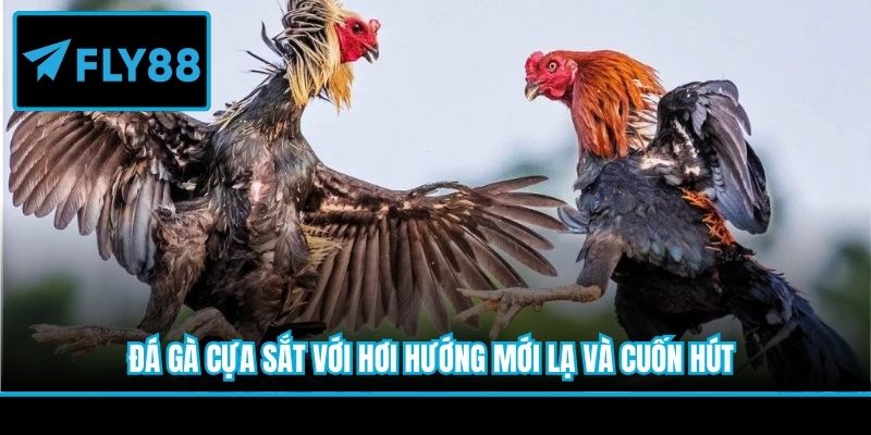 Đá gà cựa sắt với hơi hướng mới lạ và cuốn hút
