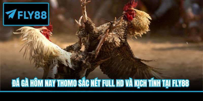 đá gà thôm hôm nay