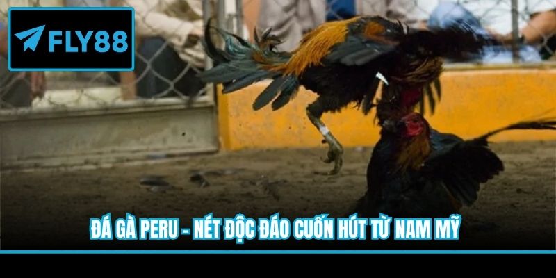 Đá gà Peru - Nét độc đáo cuốn hút từ Nam Mỹ