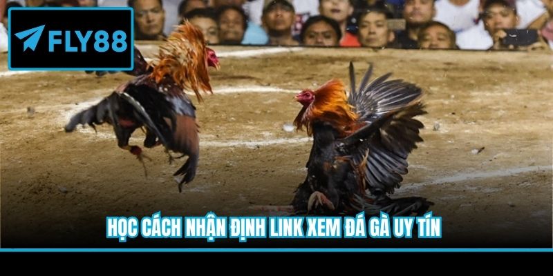 Học cách nhận định link xem đá gà uy tín