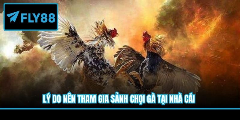 Lý do nên tham gia sảnh chọi gà tại nhà cái