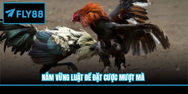 Nắm vững luật để đặt cược mượt mà