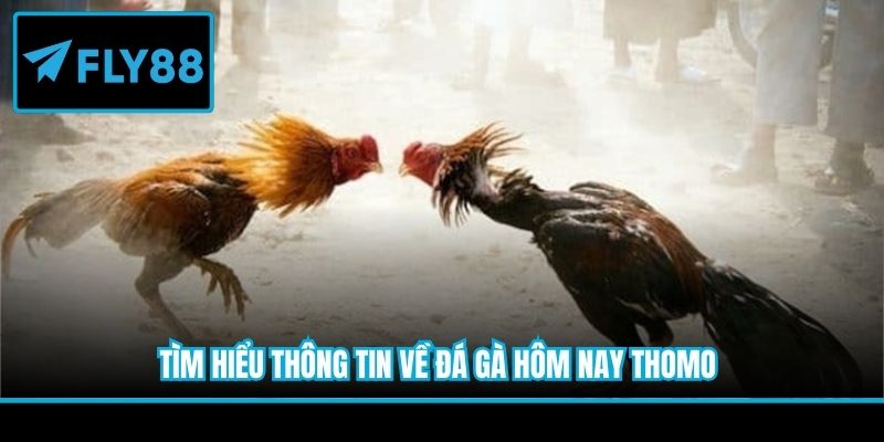Tìm hiểu thông tin về đá gà hôm nay Thomo