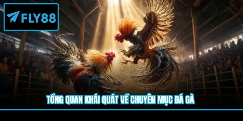 Tổng quan khái quát về chuyên mục đá gà